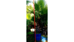 Bamboo Palm Tree