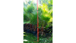 Cocos Palm Tree